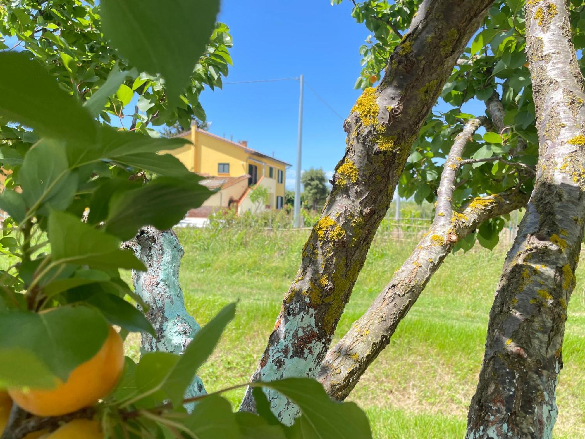 Il Leccio Agriturismo Fiorino Exteriér fotografie