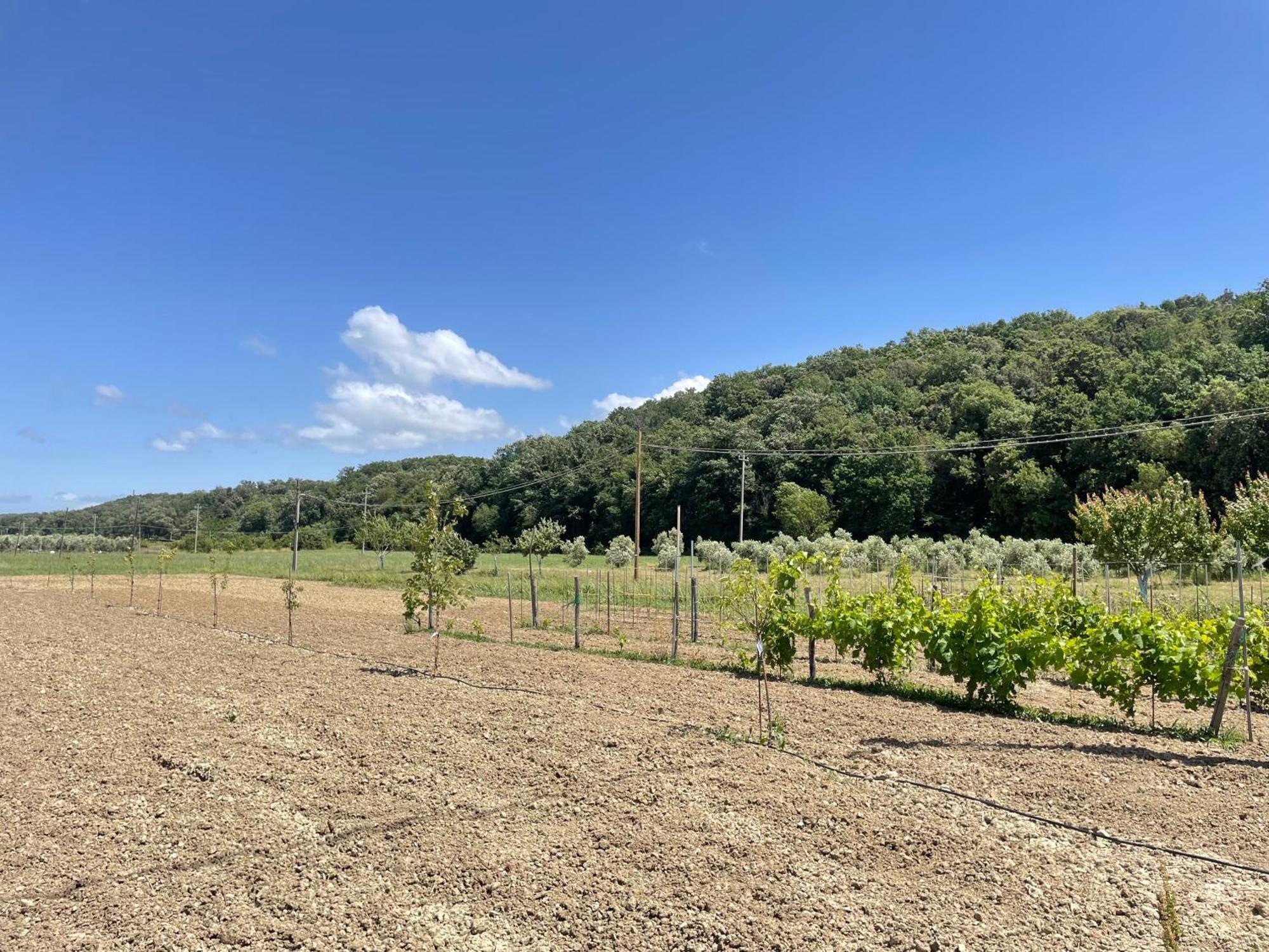 Il Leccio Agriturismo Fiorino Exteriér fotografie