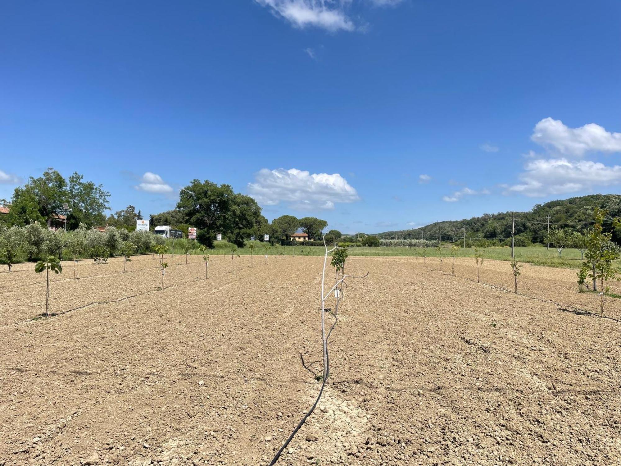 Il Leccio Agriturismo Fiorino Exteriér fotografie