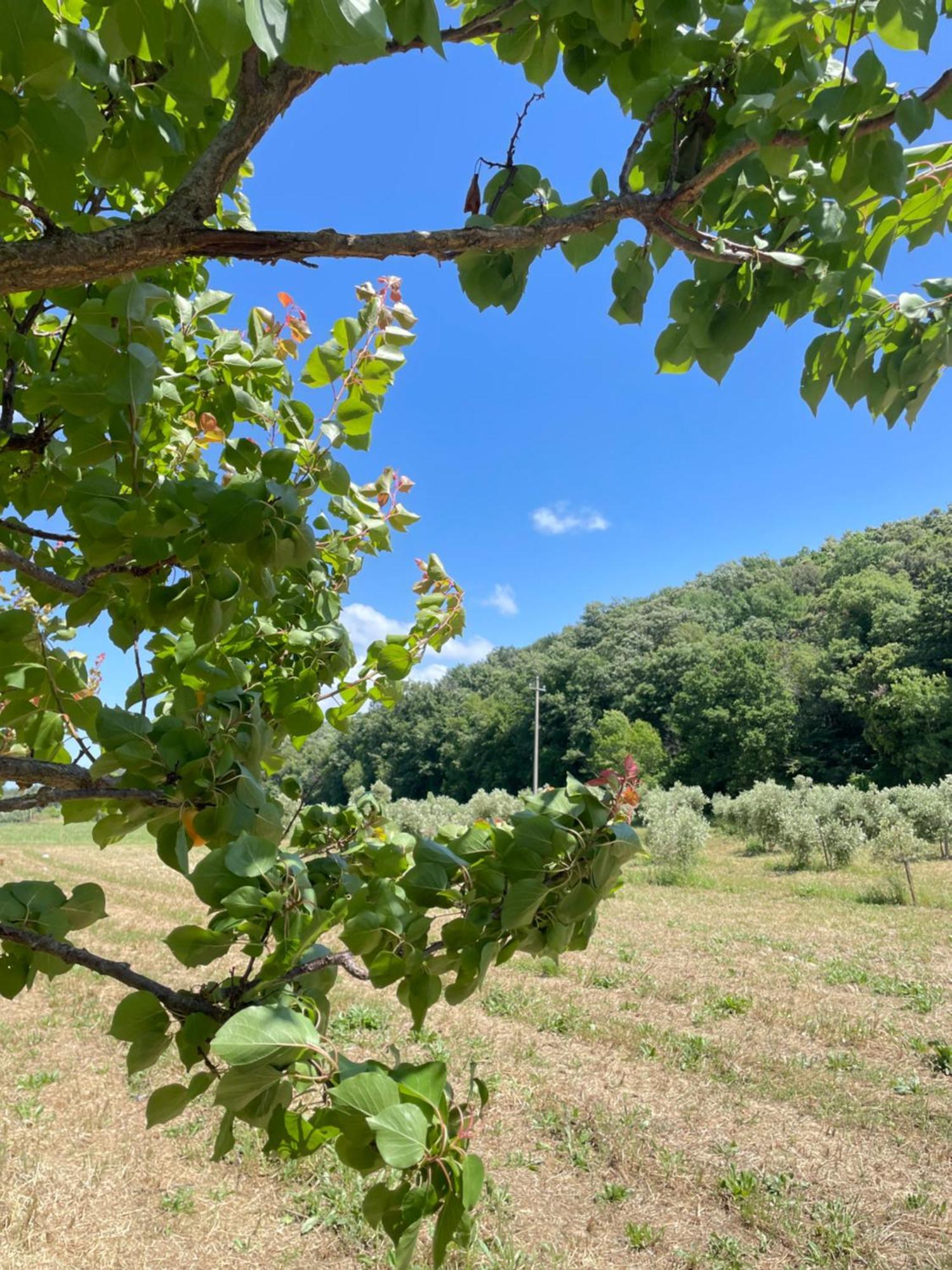 Il Leccio Agriturismo Fiorino Exteriér fotografie