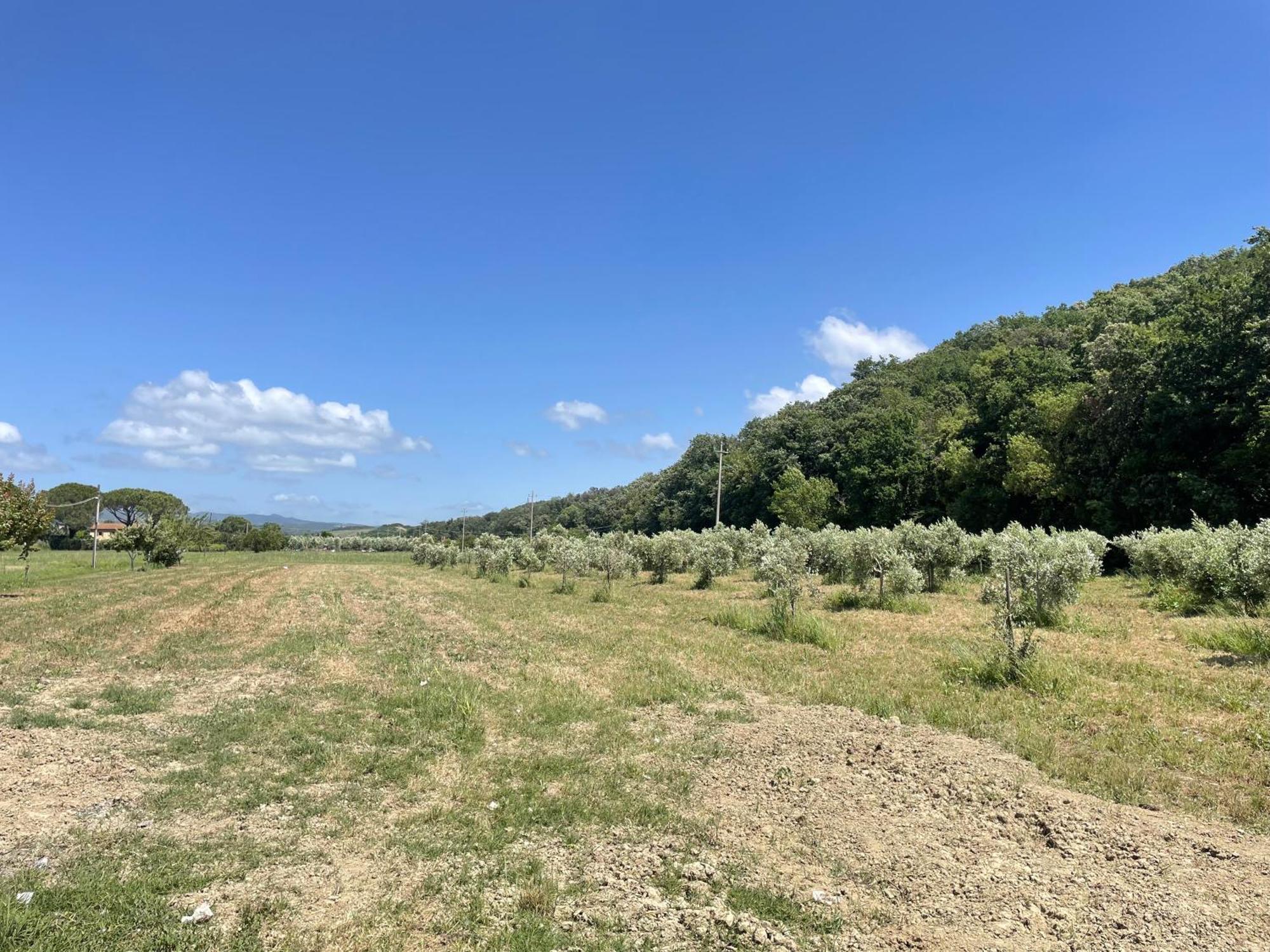 Il Leccio Agriturismo Fiorino Exteriér fotografie
